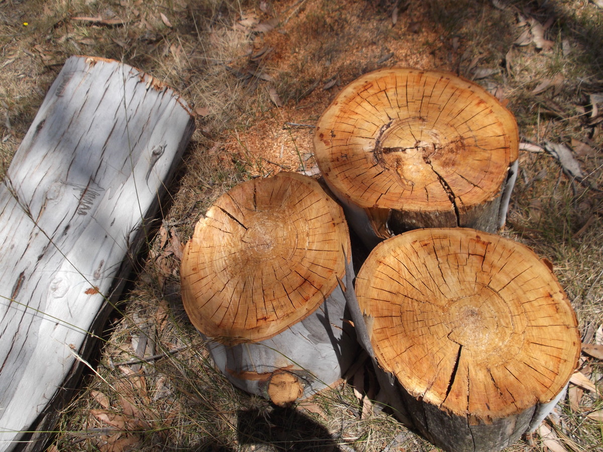 Termite Damage in My Eucalyptus (Gum) Trees Dengarden
