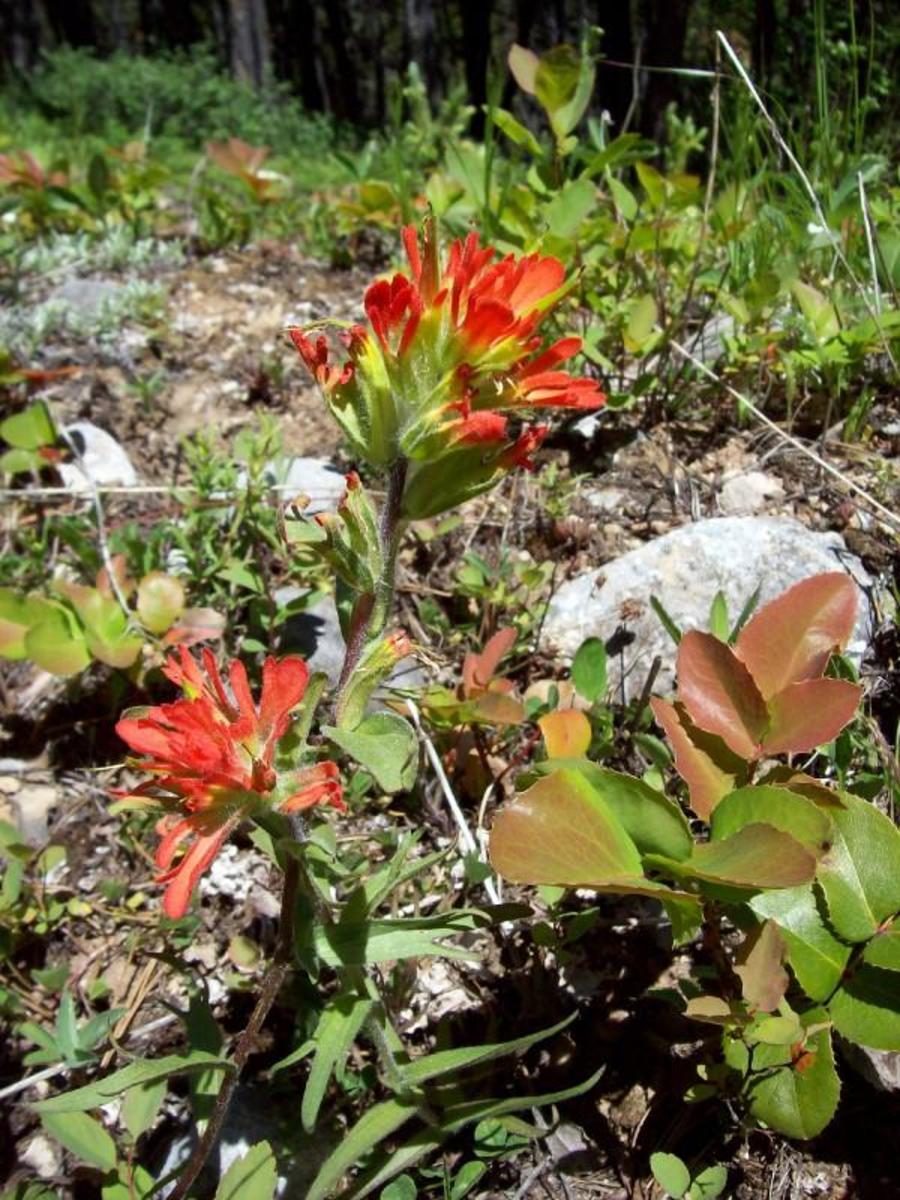 Indian Paintbrush—Facts, Legend & Lore Owlcation