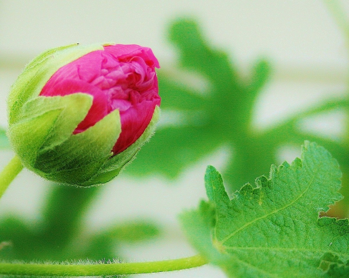 How to Grow Hollyhock From Seed Dengarden