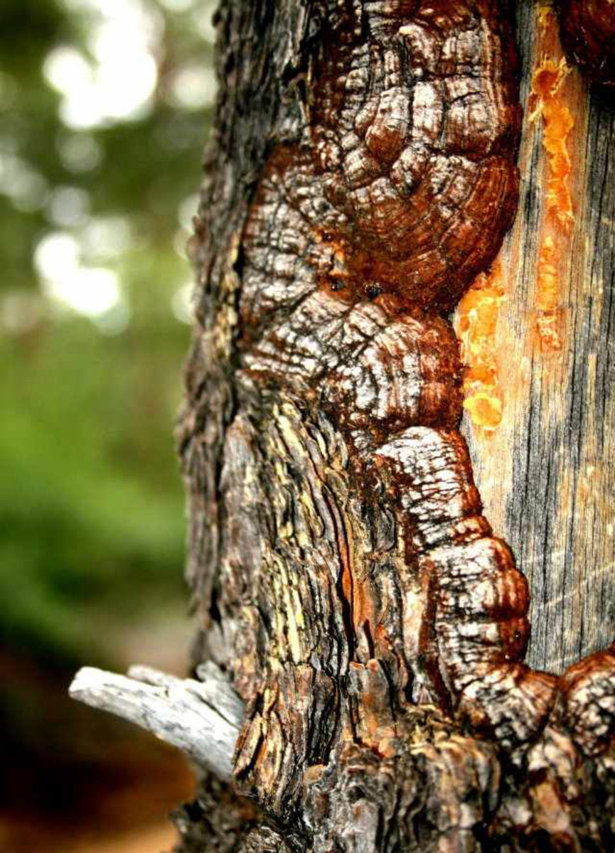 Sustainable Forest Management Selective Cutting vs. Clear Cutting