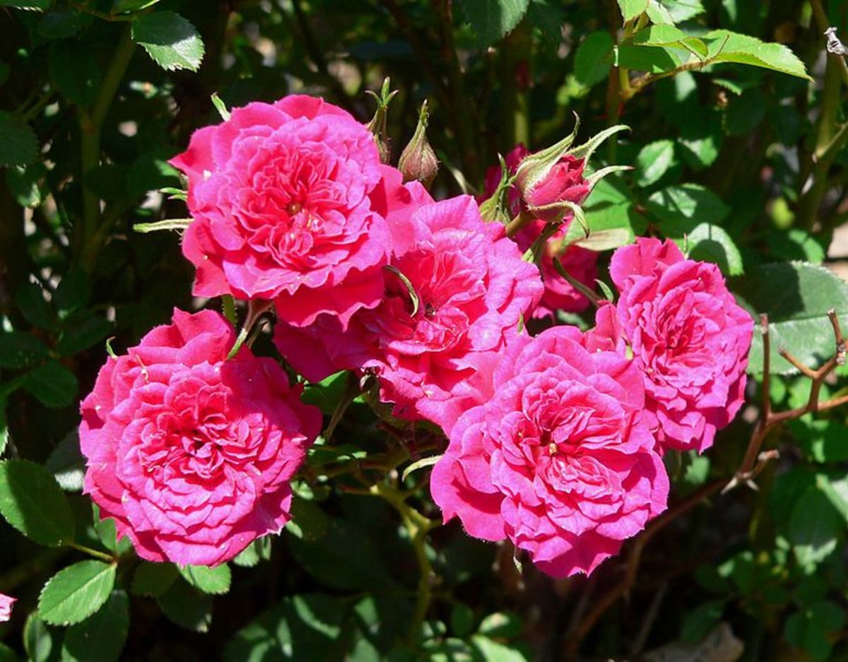 Growing a Miniature Rose Bush Outdoors HubPages