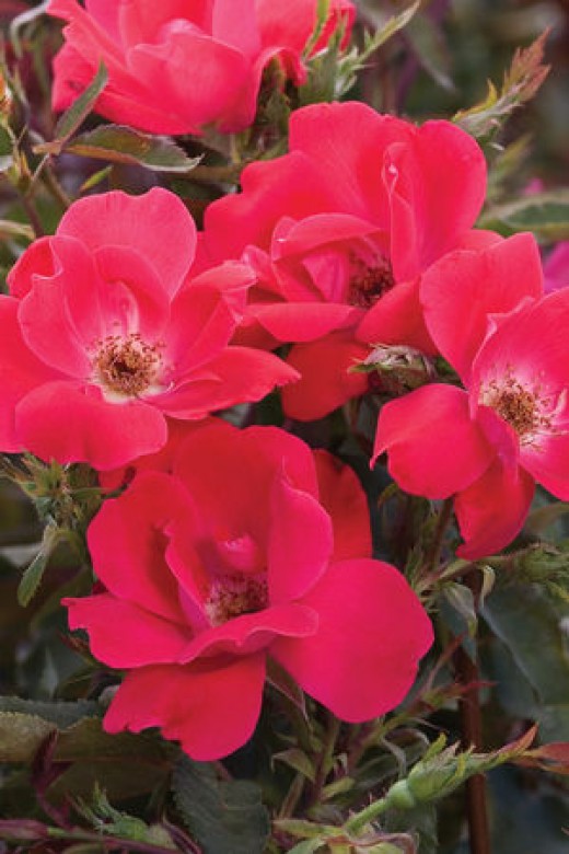 Knockout Roses Overrated or Garden Superstars? Dengarden
