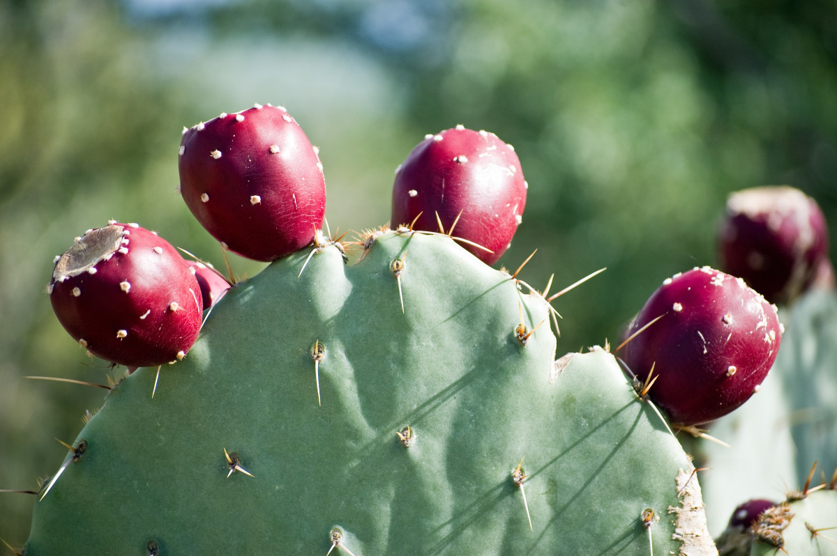 How to Harvest, Prepare, and Eat Prickly Pear Cactus Delishably
