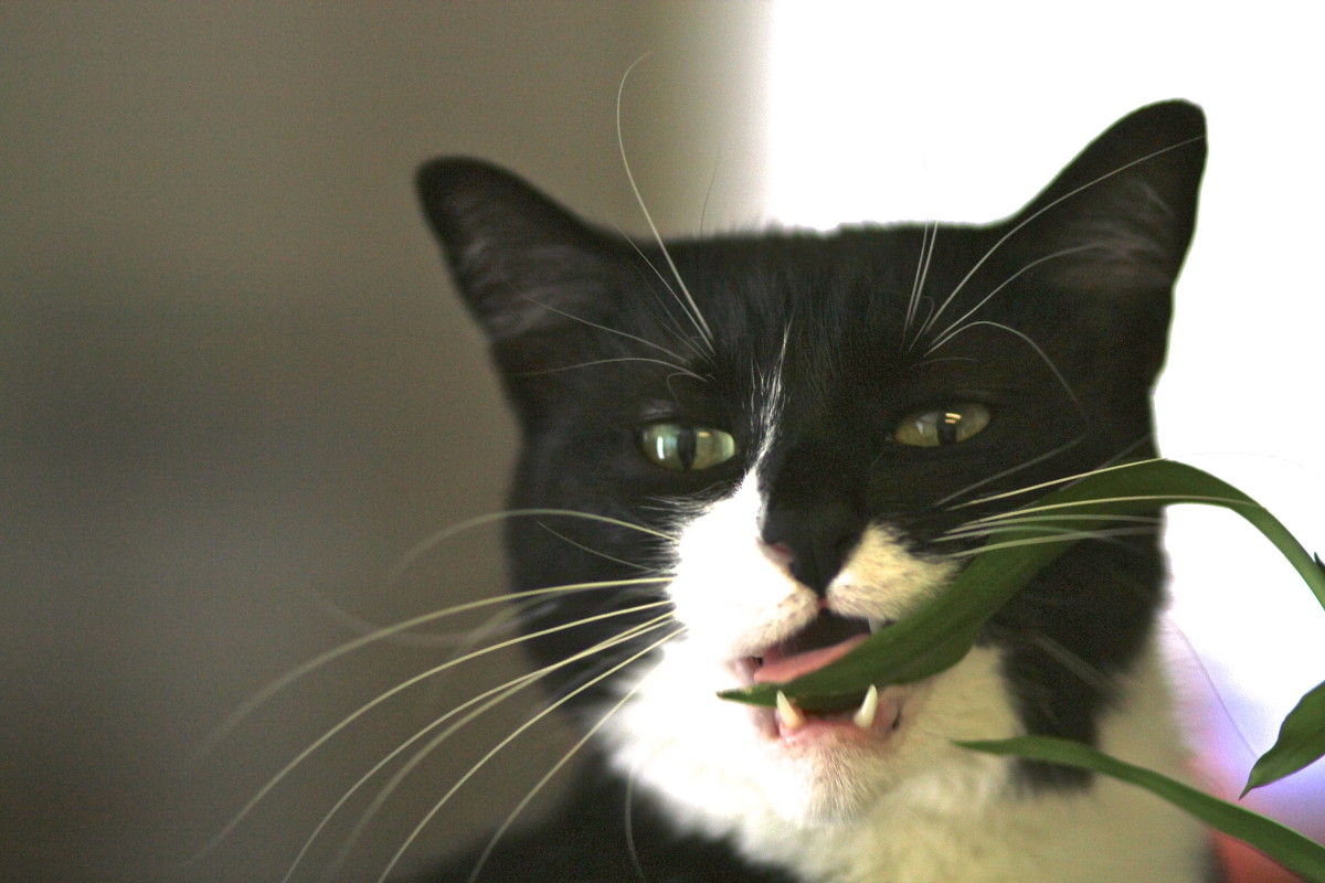 Wonderful Insect Eating Carnivorous Plants! Attractive Images of