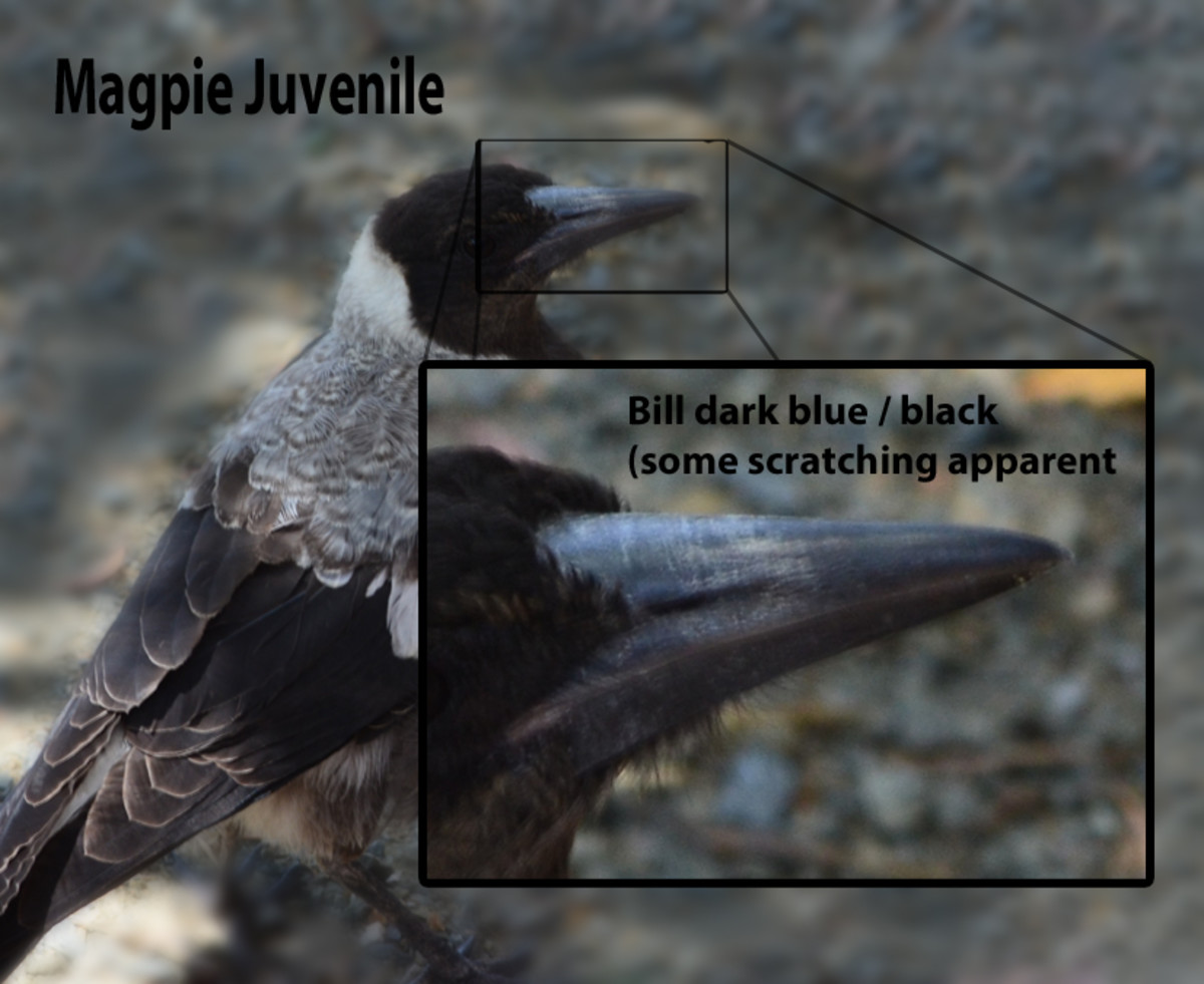 Australian Native Birds Australian Magpie Facts and Myths! Do Magpies Mate for Life ? HubPages