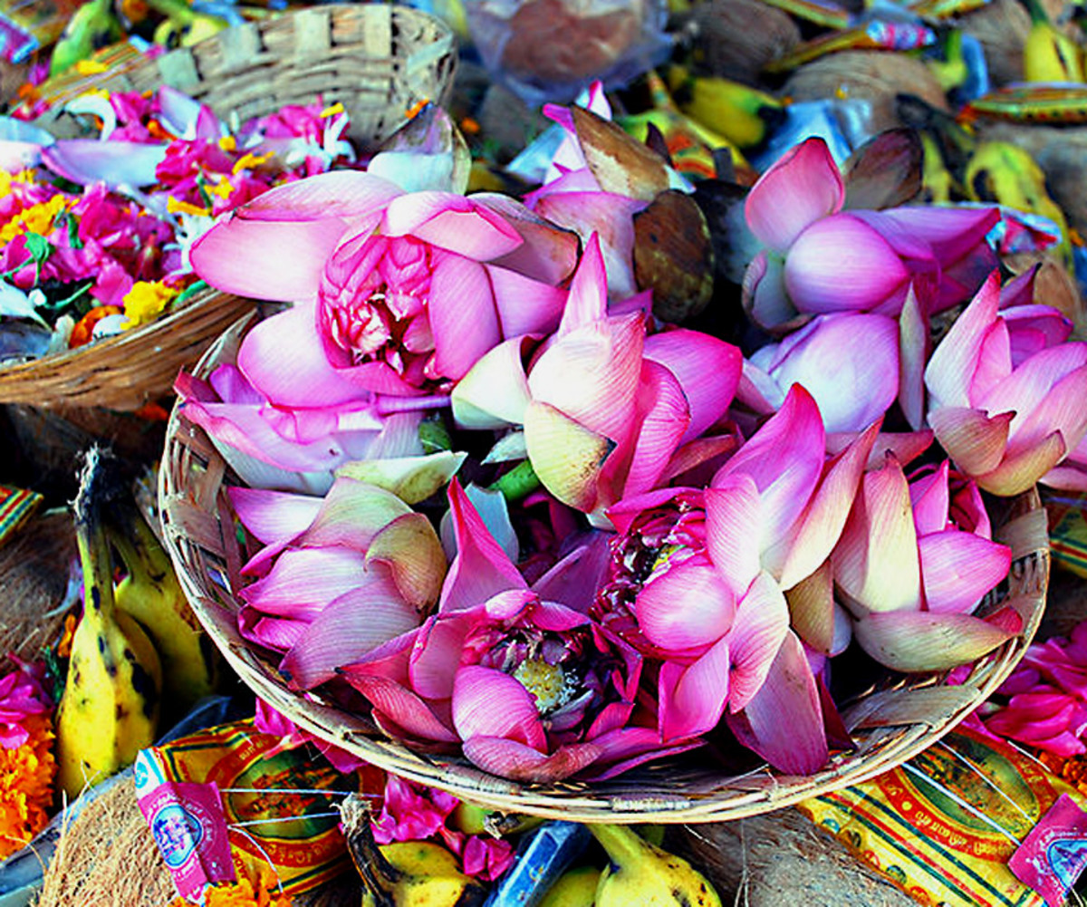 Plants and Flowers in Myth, Legend and Song The True Stories Behind