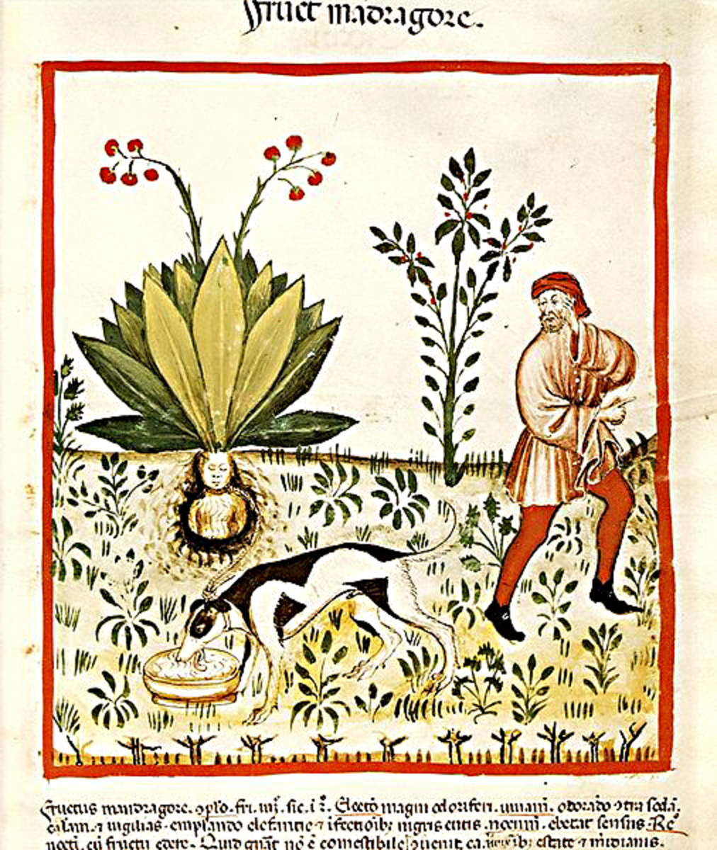 Plants and Flowers in Myth, Legend and Song The True Stories Behind