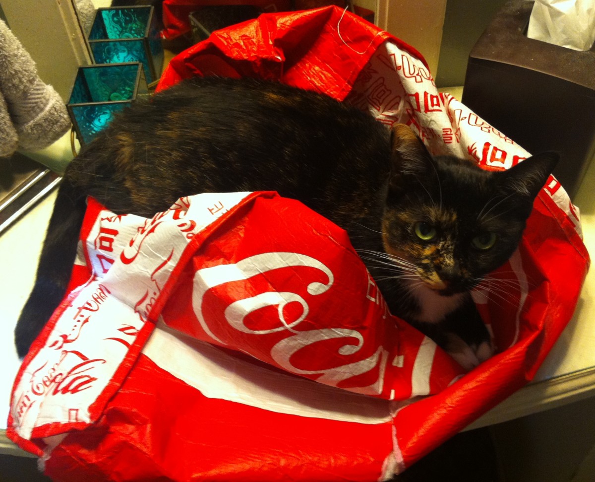 Great Ways to Make Your Cat Healthy and Happy PetHelpful