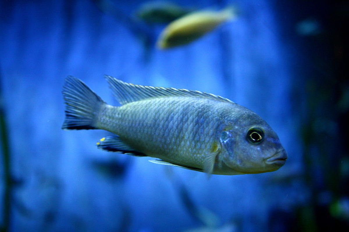 SemiAggressive Freshwater Fish for a Tropical Aquarium PetHelpful