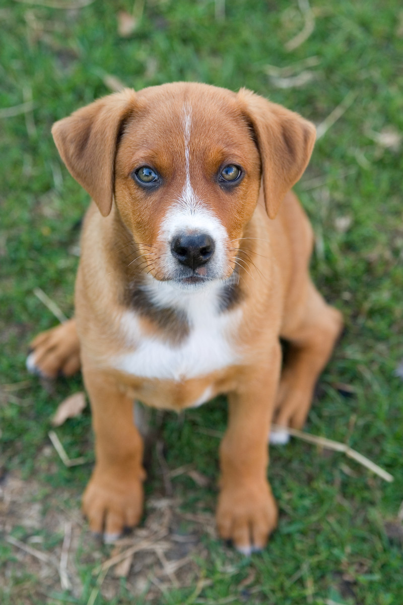 Dog Breeds Designer Dogs I'd Like to See! HubPages