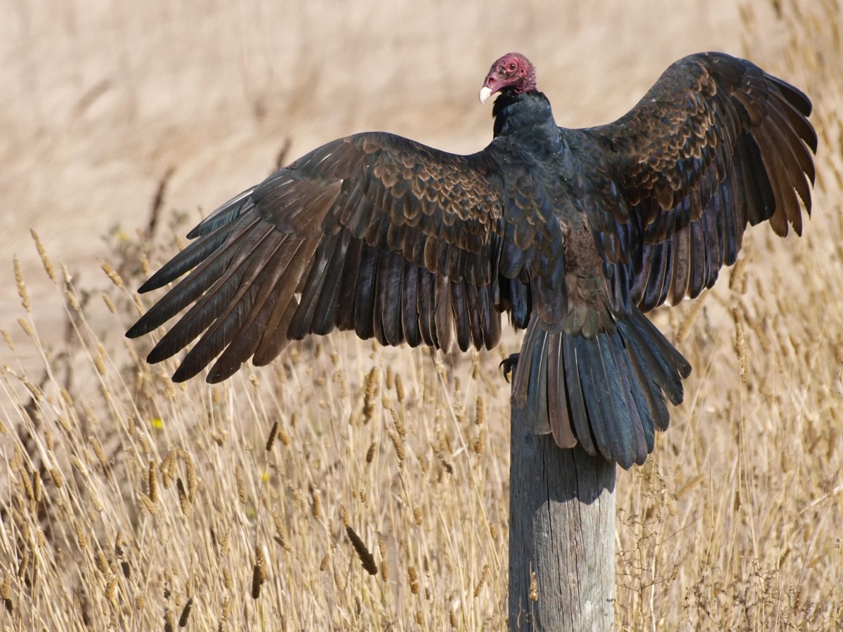 Birds of Prey The Turkey Vulture HubPages