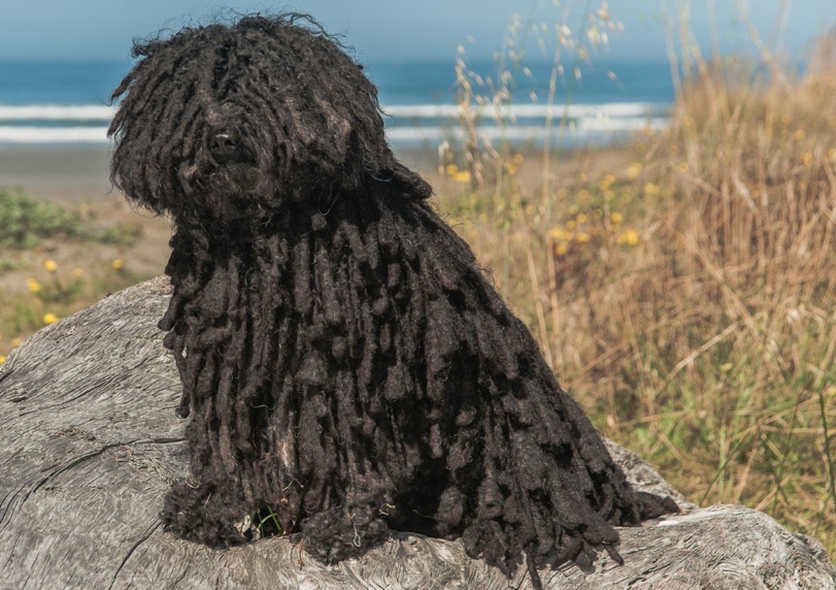 Animals with Dreadlocks. HubPages