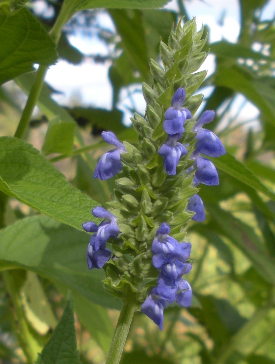 How I Grow and Harvest Organic Chia Seeds Dengarden