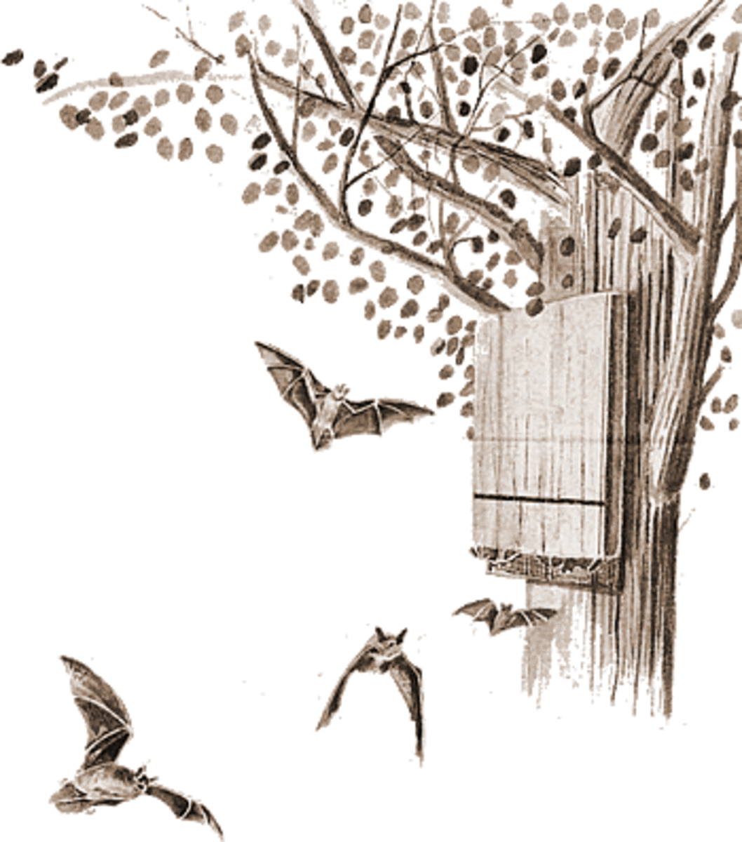 Mosquitoes 101 including the life cycle of the Mosquito hubpages