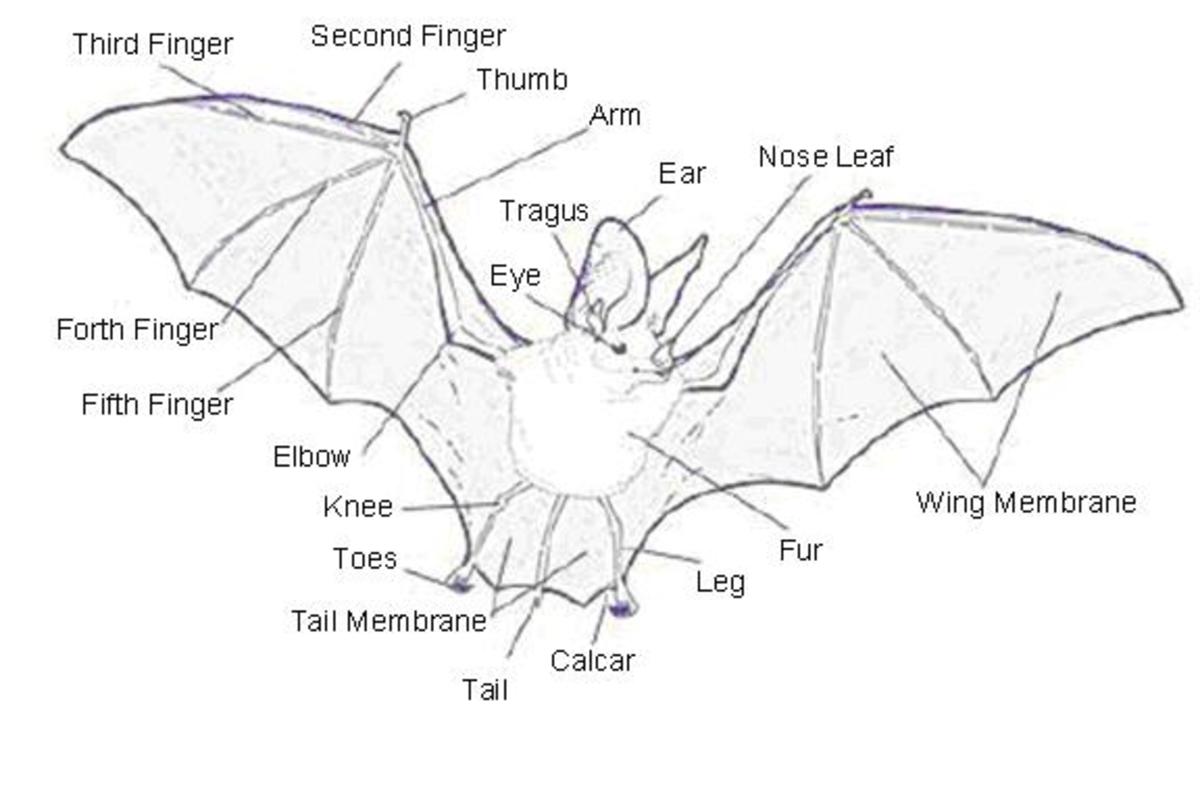BATS, Why They Are Important, And How To Get Bats To Make A Home In