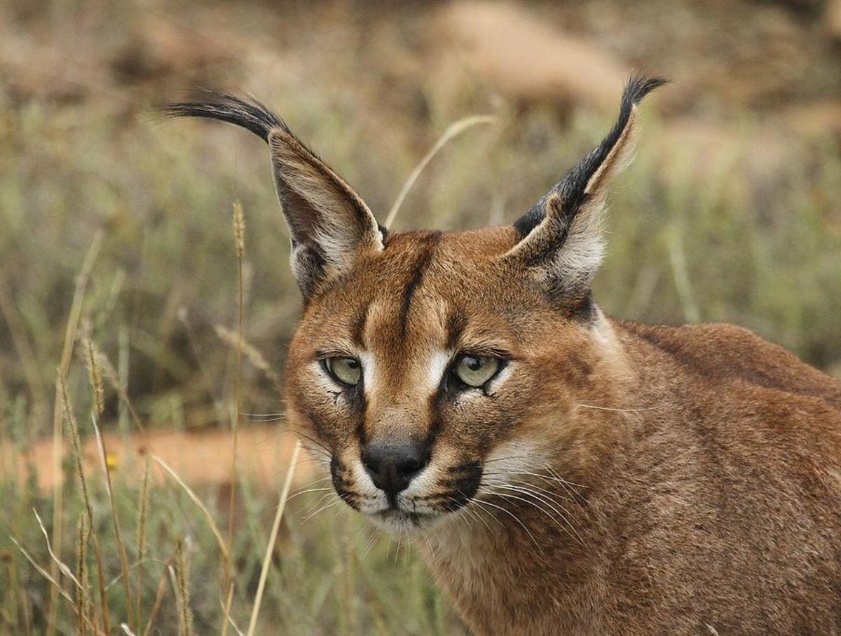 Most Beautiful and Majestic Animals in the World Owlcation