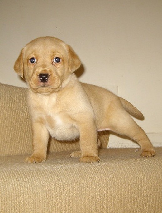 Best Five Popular Family Dog Breeds PetHelpful