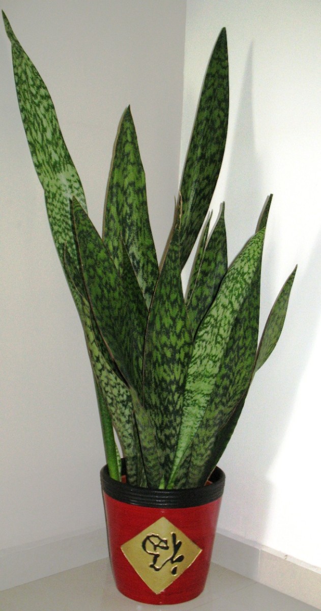 How to Clean Indoor Air Use These Air Purifying House Plants Dengarden