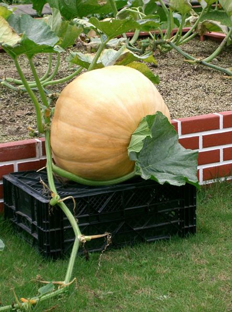 How You Can Grow Giant Pumpkins hubpages