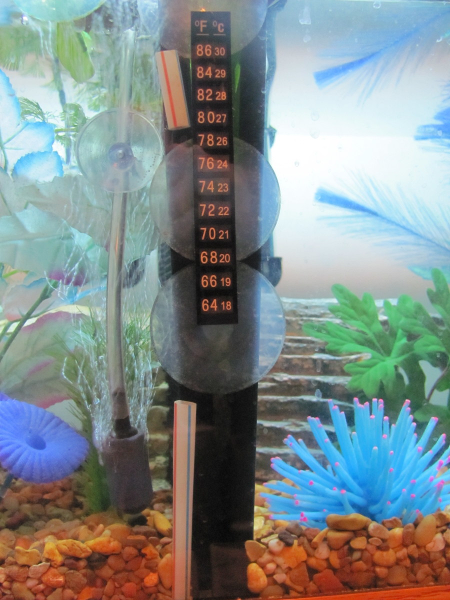How to Make a Cheap Homemade Betta Tank Divider PetHelpful