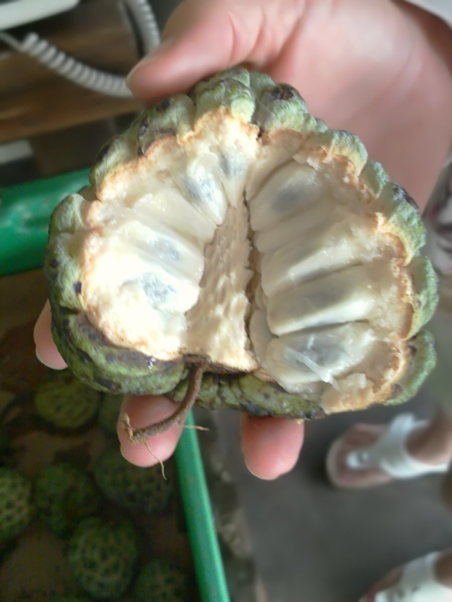 The Health Benefits of Sweetsop, Sugar Apple, Custard Apple, or