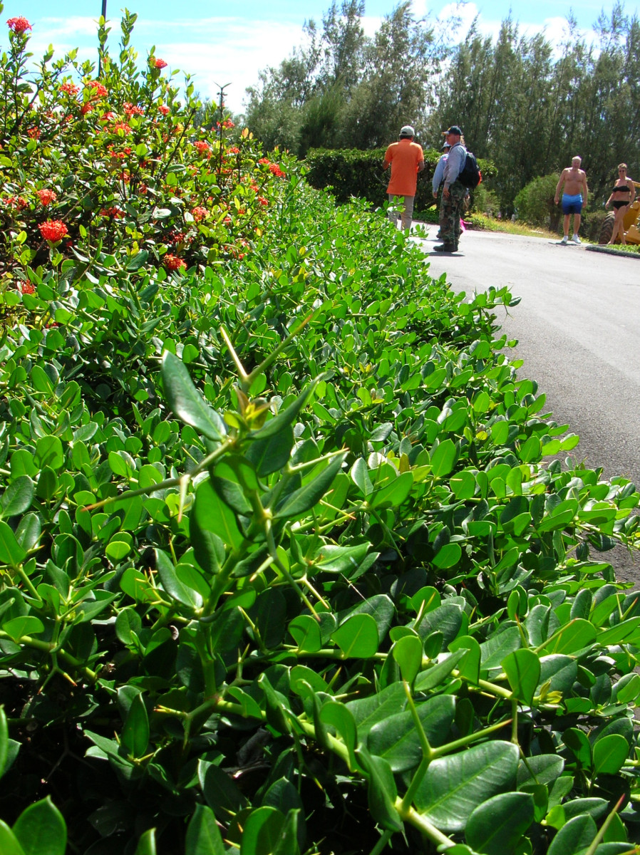 Natal Plum The Nutritional And Health Benefits of this Tropical Fruit