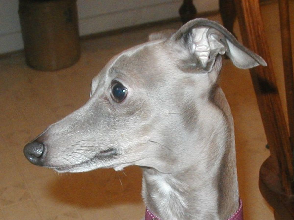 The Love of an Italian Greyhound A Short Story About Love and Loss PetHelpful