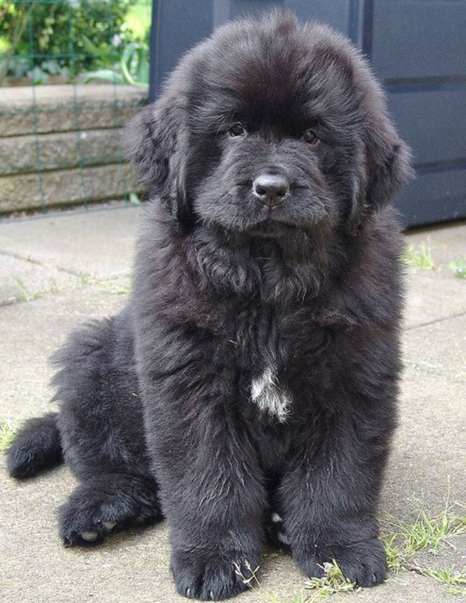 5 Giant Dog Breeds That You Will Love PetHelpful
