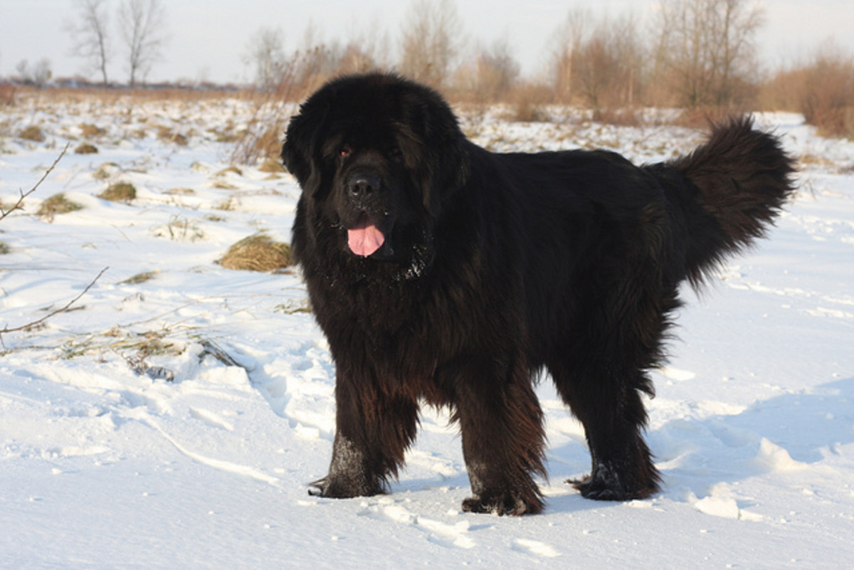 5 Giant Dog Breeds That You Will Love PetHelpful