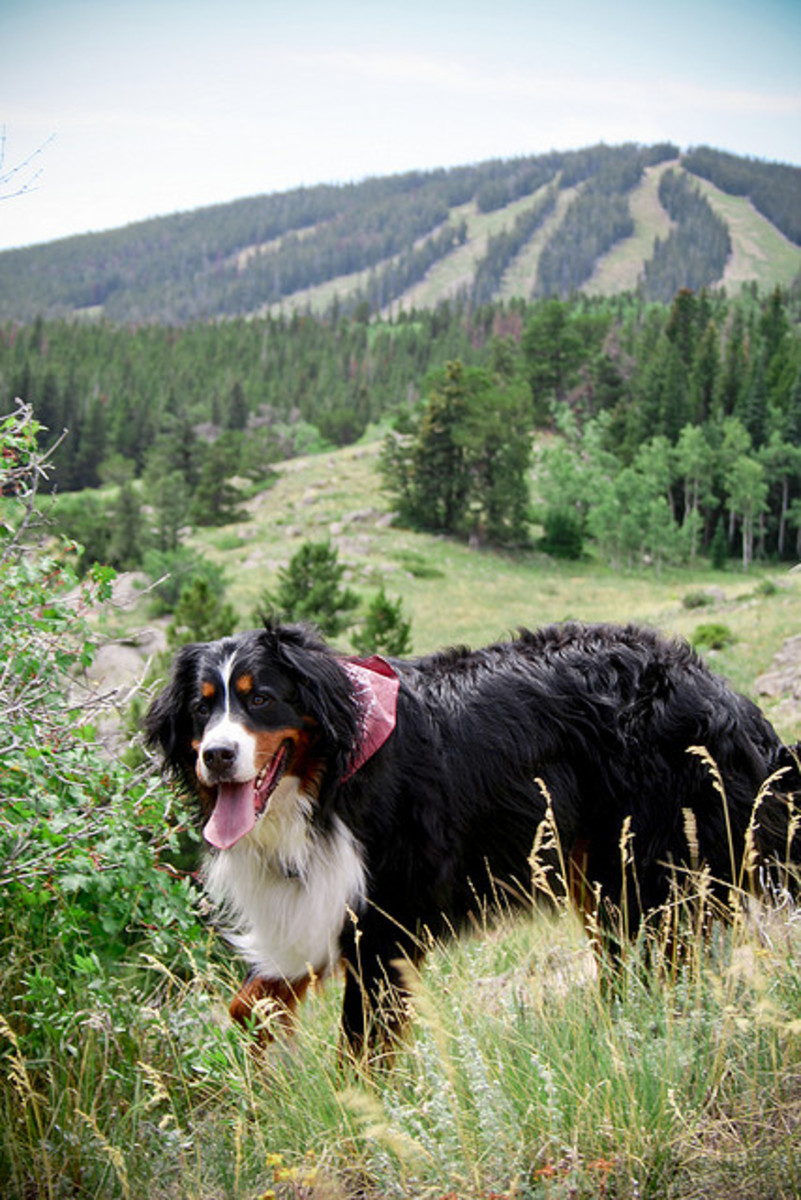 5 Giant Dog Breeds That You Will Love PetHelpful