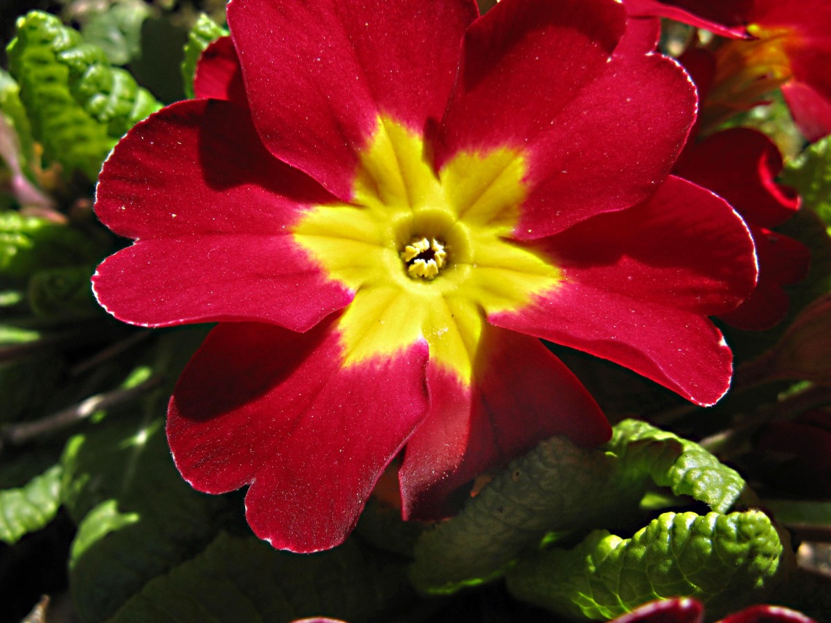 Primulas and Primroses Facts About Beautiful Spring Flowers Dengarden