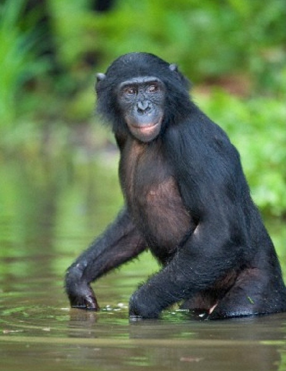 Aquatic Ape Theory HubPages