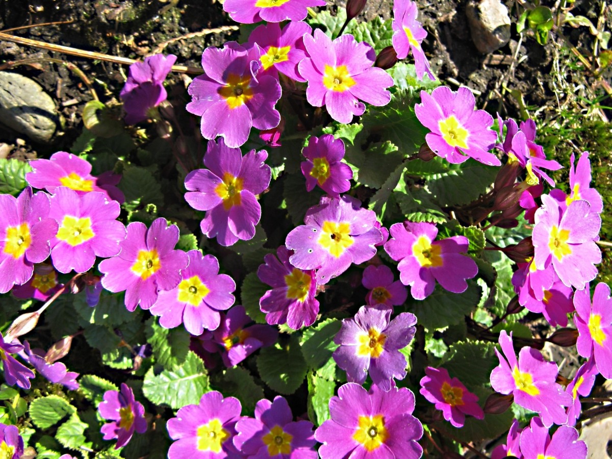 Primulas and Primroses Facts About Beautiful Spring Flowers Dengarden