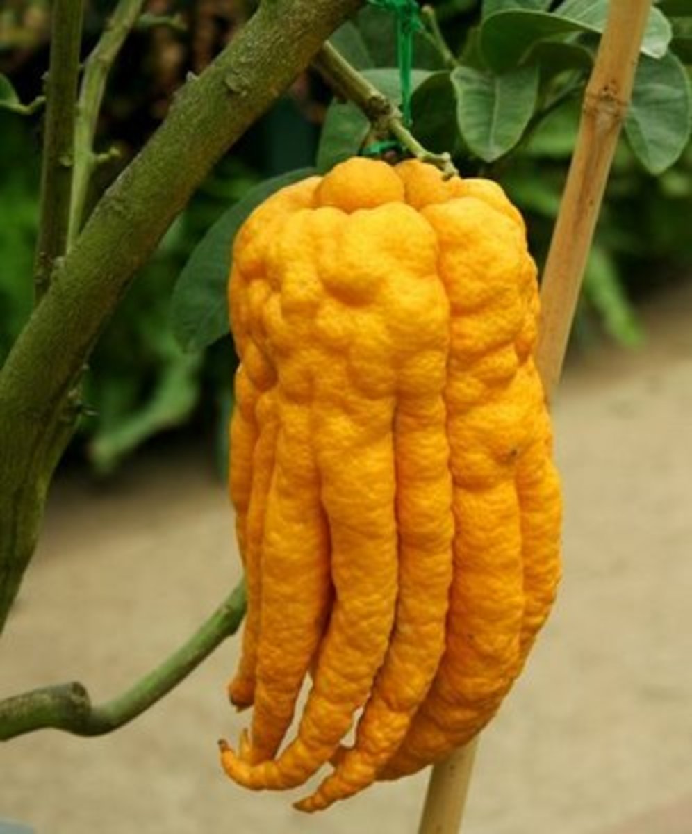World’s Weirdest Fruits Delishably
