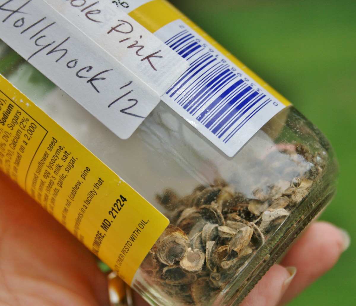 How to Grow Hollyhock From Seed Dengarden