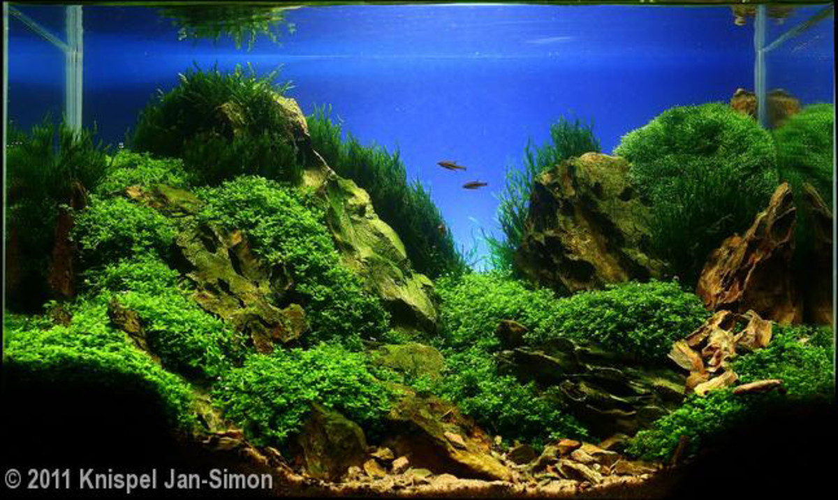 Planted Aquarium Substrate HubPages