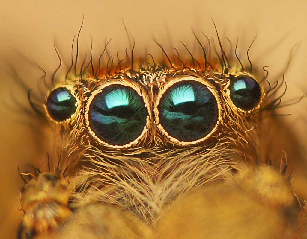 What Do Spider Eyes Look Like? How Many Eyes Does a Spider Have? Owlcation