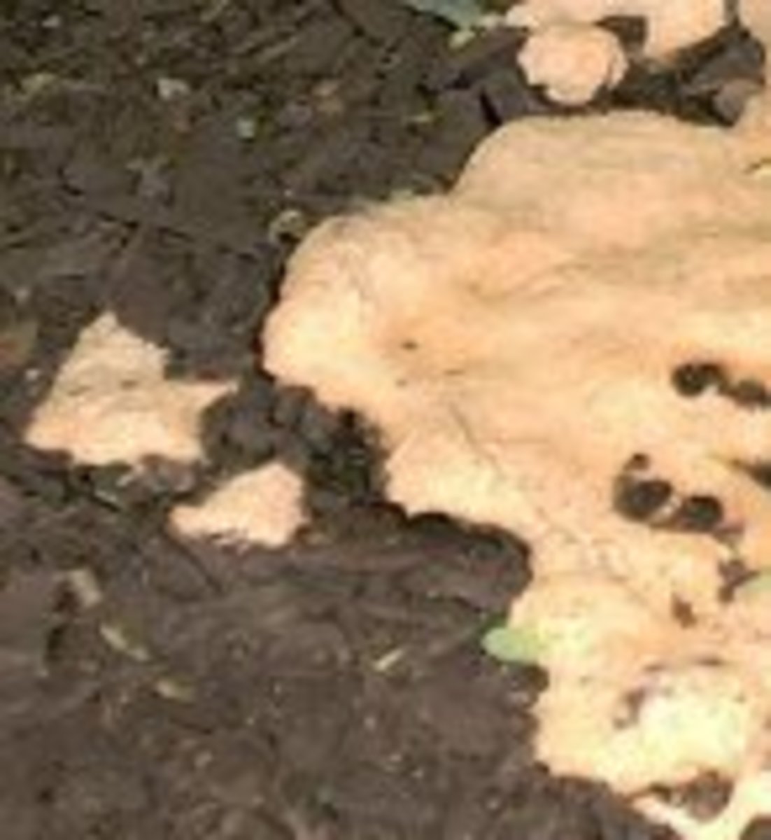 Mulch The Real Scoop Dengarden