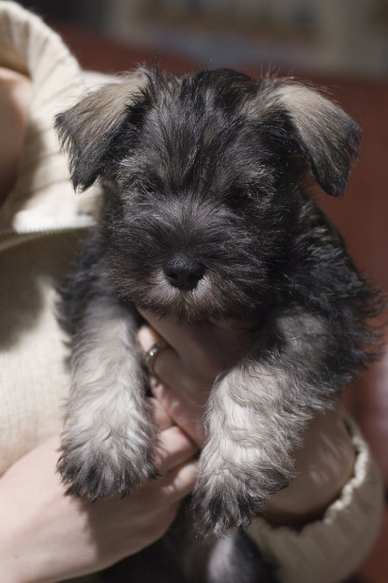Five Hypoallergenic Dog Breeds Great With Kids PetHelpful