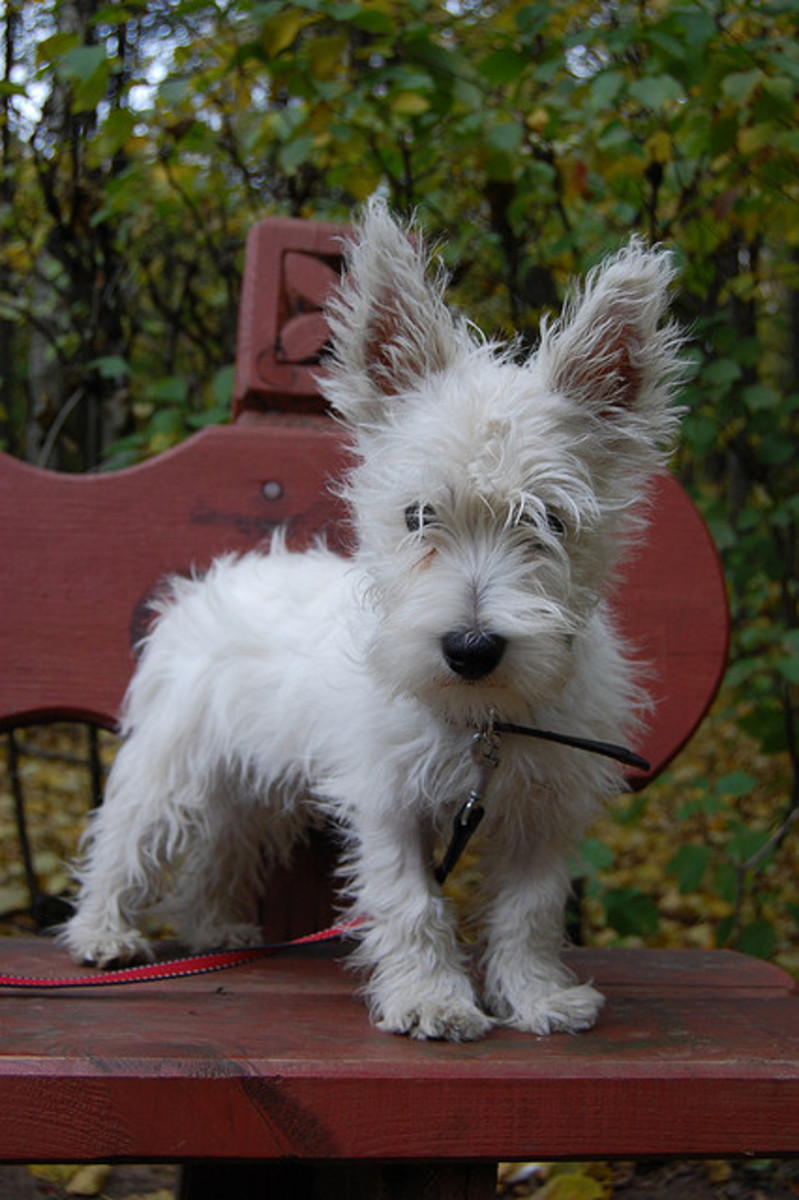 6 Hypoallergenic Dog Breeds That Are Great With Kids PetHelpful