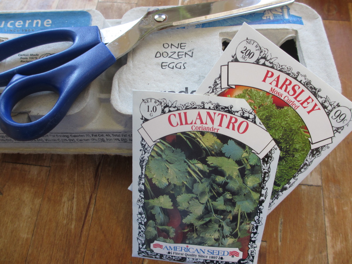 How to Start Seeds in an Egg Carton (and Transplant the Seedlings