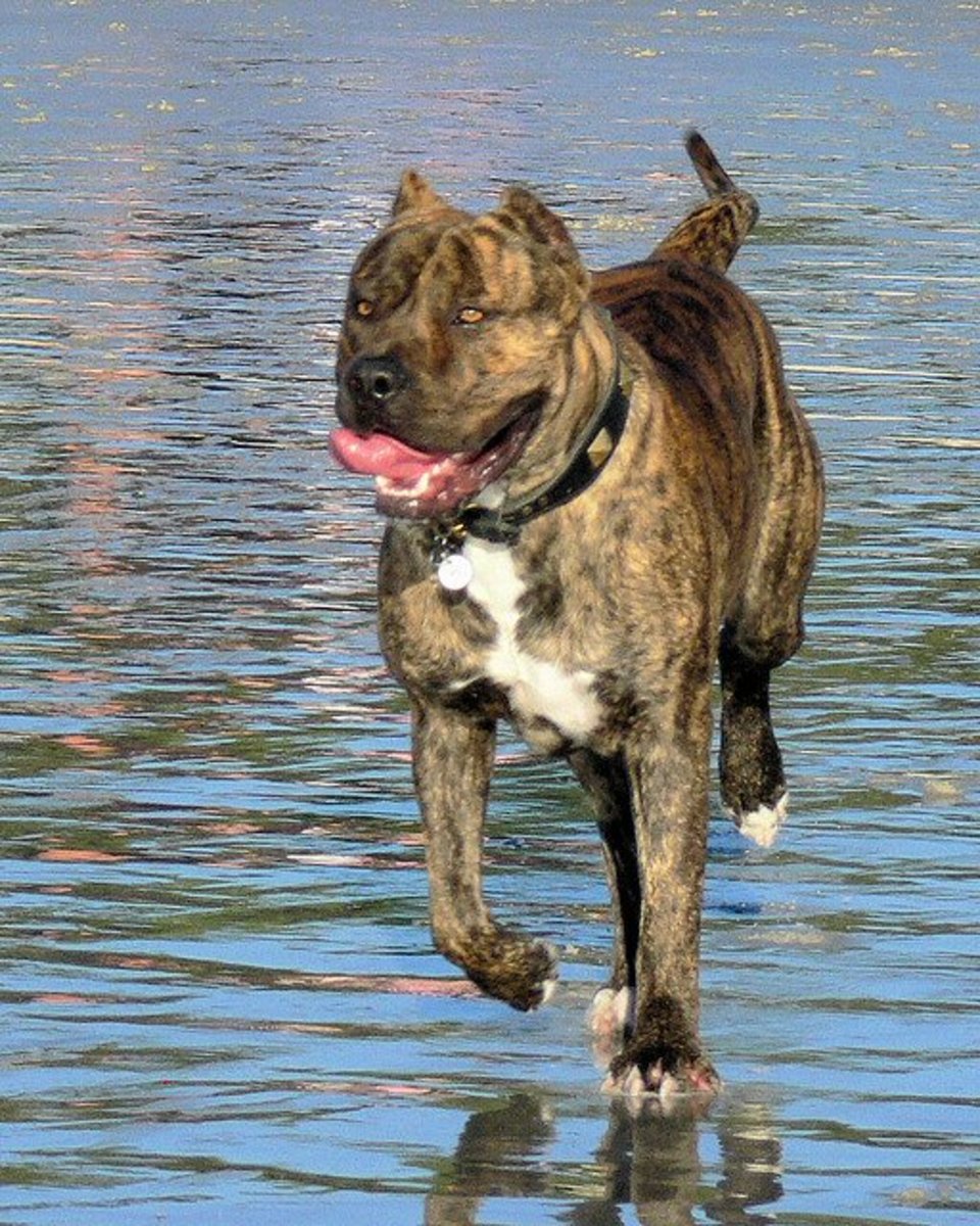 Five Best Personal Protection Dog Breeds PetHelpful