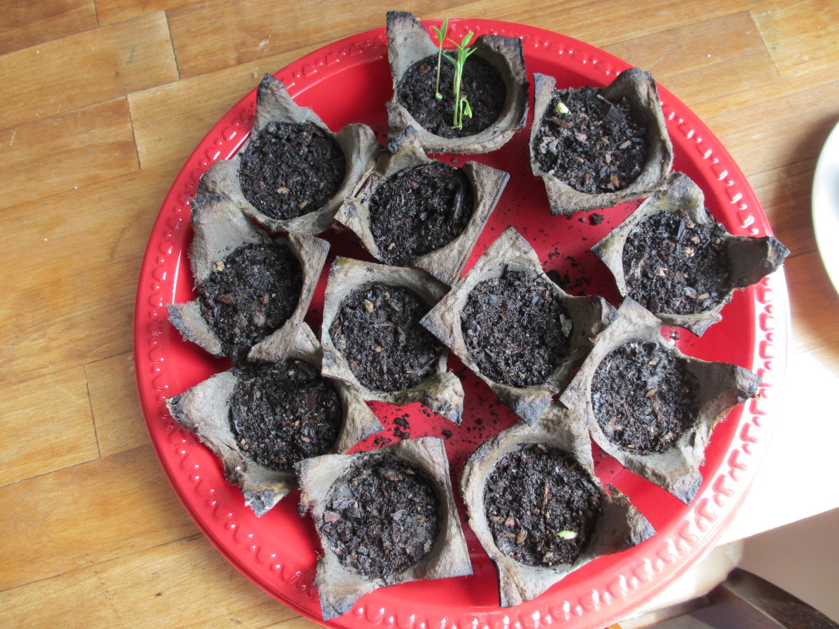 Growing Seeds in an Egg Carton Dengarden