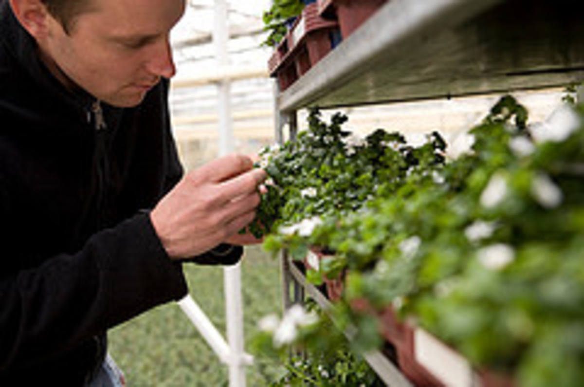15 Ultimate Tips on Growing Plants in a Greenhouse Year Round hubpages
