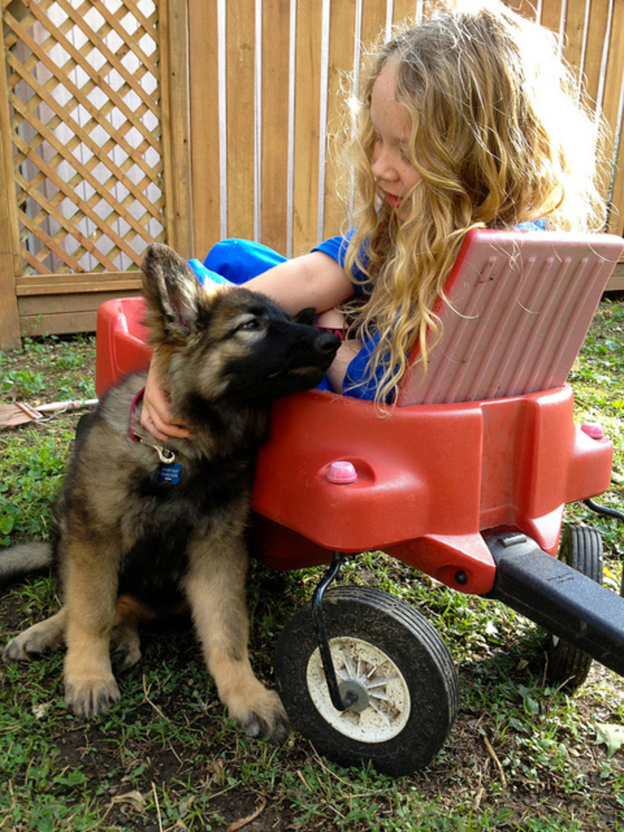 Five Best Family Guard Dog Breeds PetHelpful