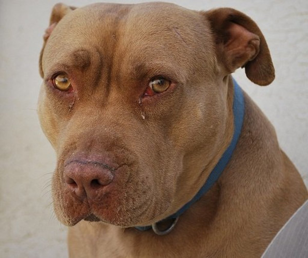 Five Commonly Banned Dog Breeds PetHelpful