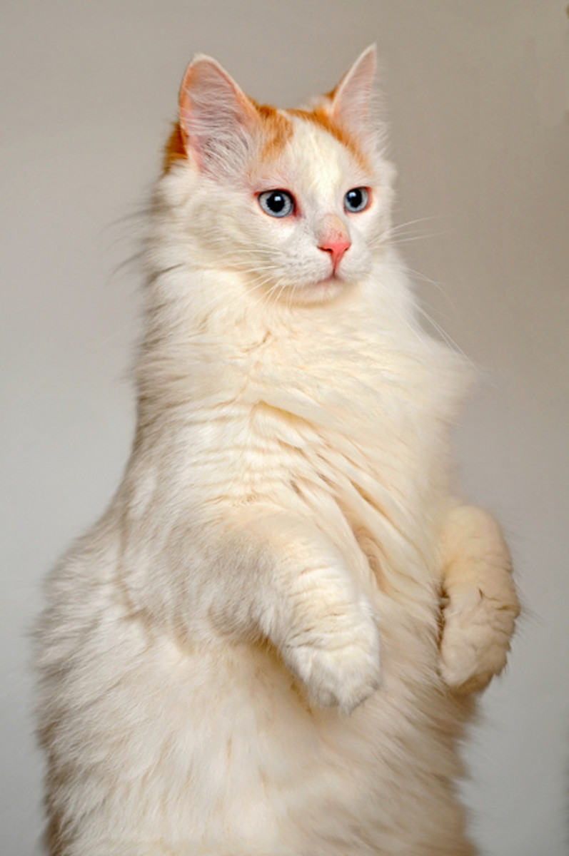 Turkish Van Cat Breed HubPages