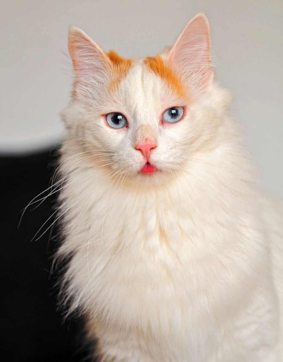 Turkish Van Cat Breed hubpages