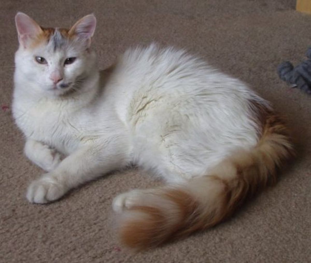 Turkish Van Cat Breed HubPages