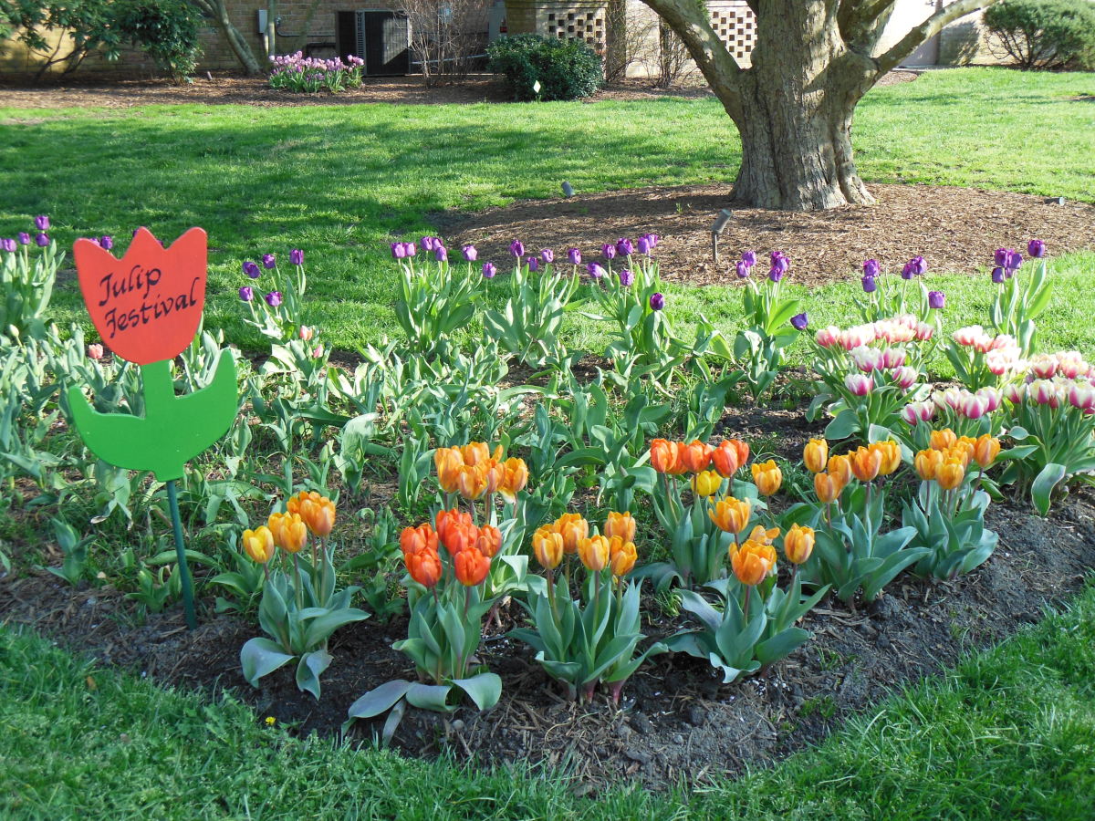 Springtime Fun Lewes Delaware Tulip Festival HubPages